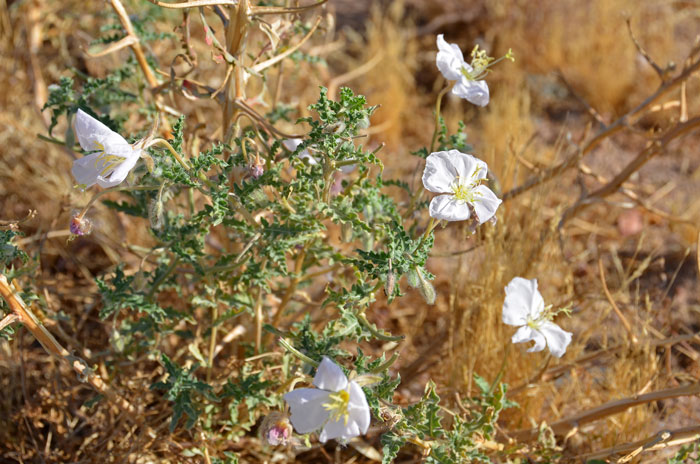 Oenothera californica, California Suncup